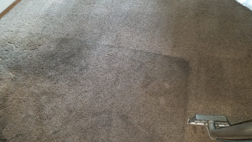 Steam Carpet Cleaning