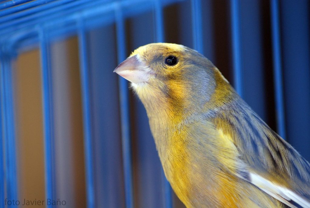 canary, bird, sensitive, pet
